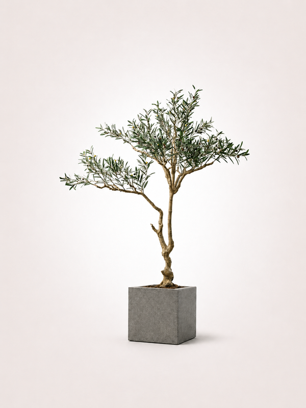 Olive Tree Classic Mediterranean Indoor Tree