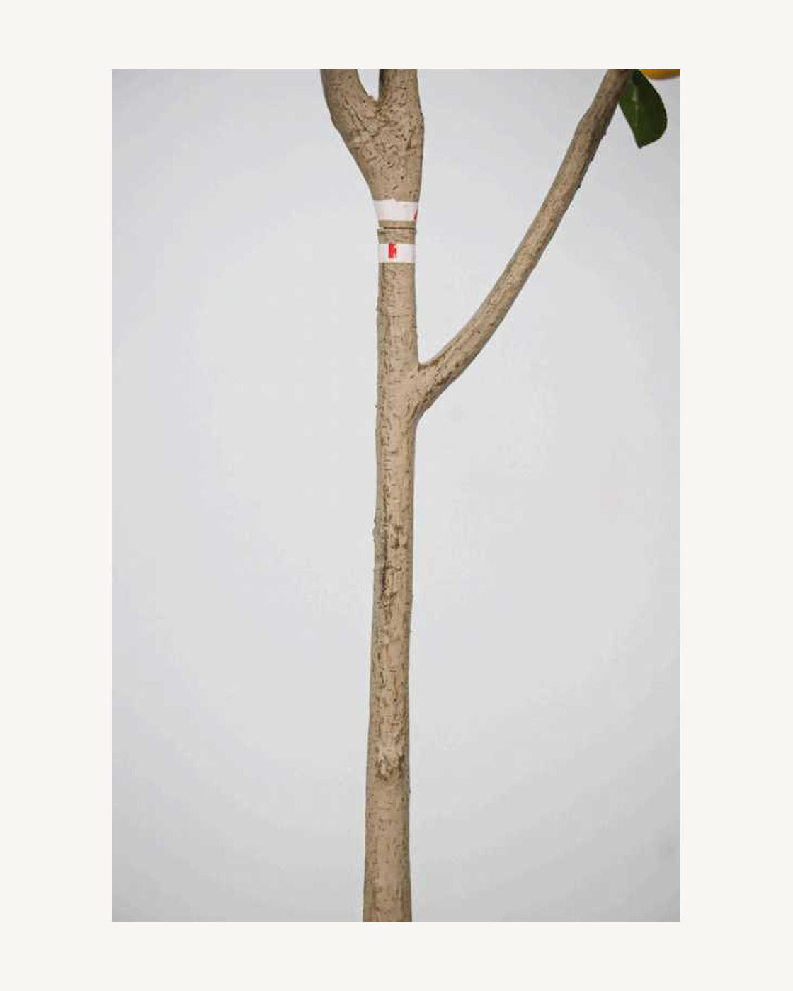 Arezzo Artificial Lemon Tree, full product studio view in the included nursery pot