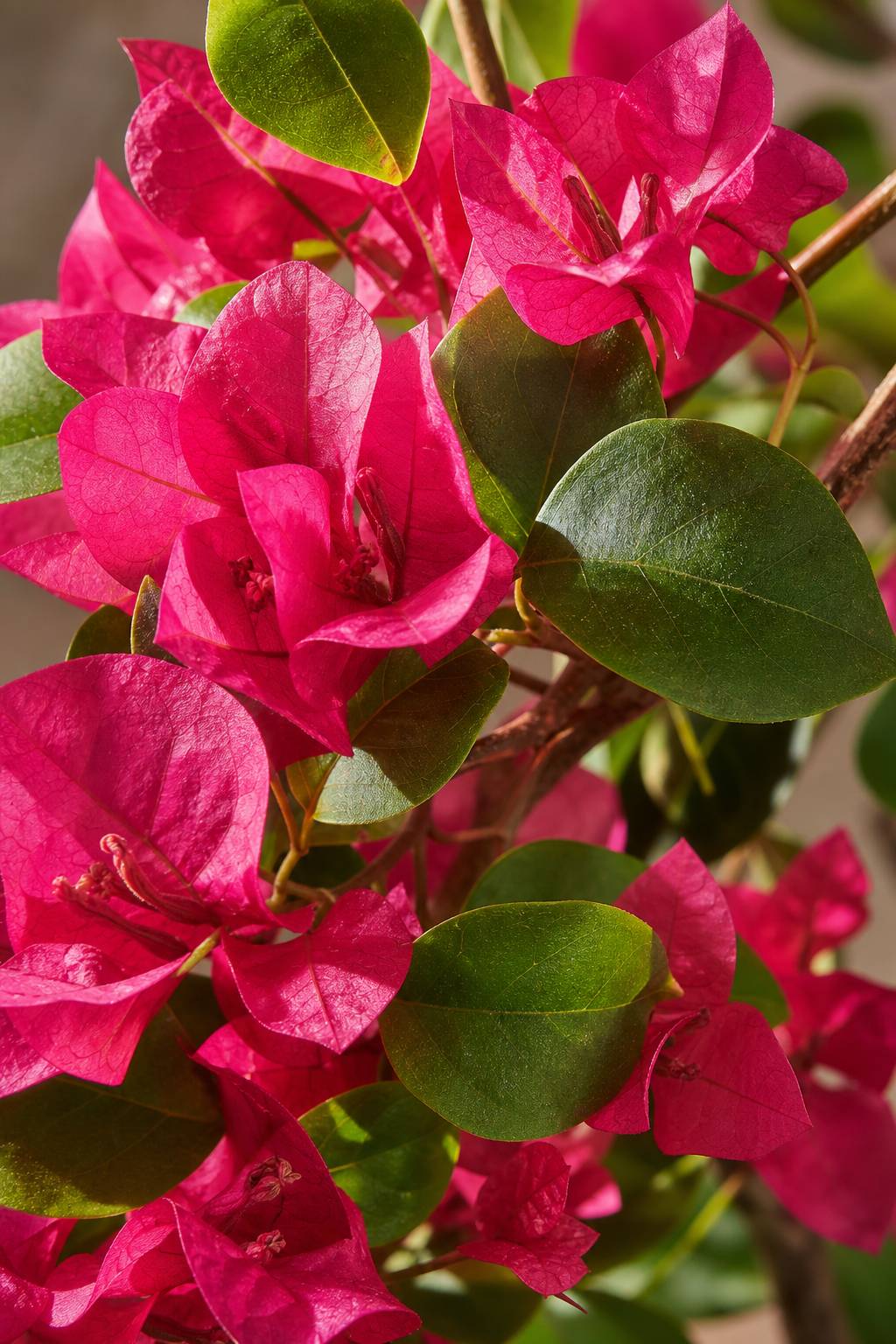 Maison Moya - Bougainvillea Mediterranean Flowering Tree - closeup surface