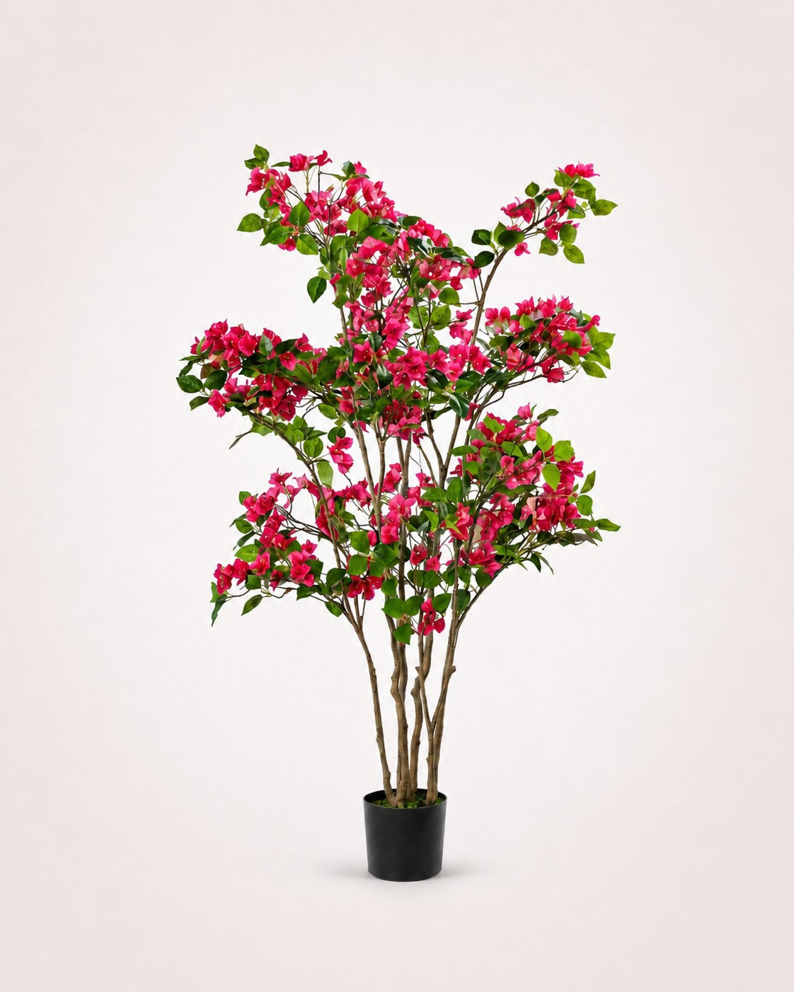 Maison Moya bougainvillea-flowering