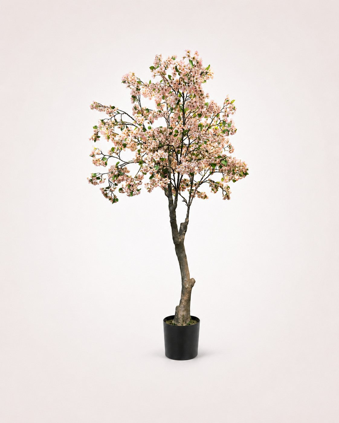 Maison Moya cherry-blossom