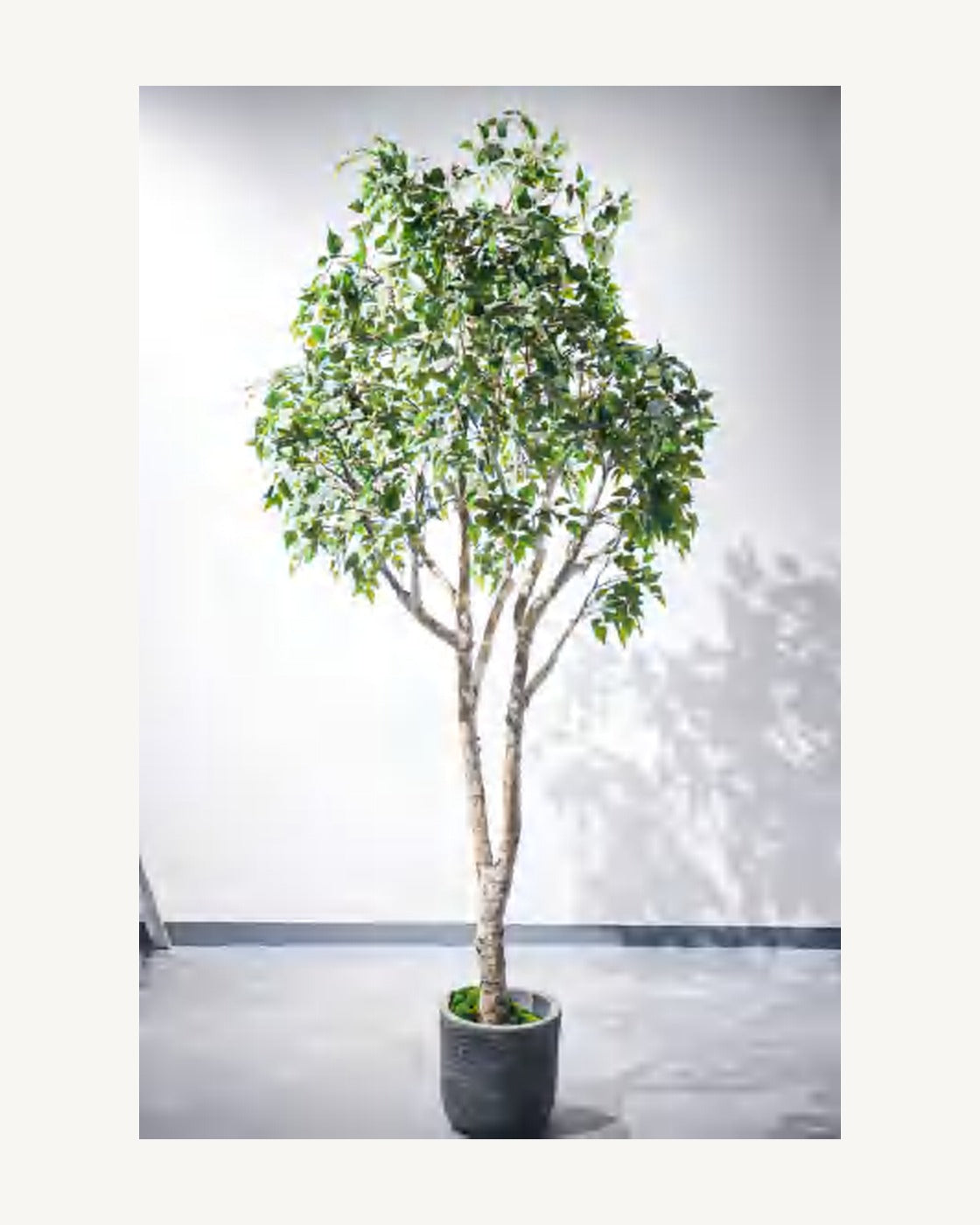 Cortona Artificial Birch Tree, full product studio view in the included nursery pot