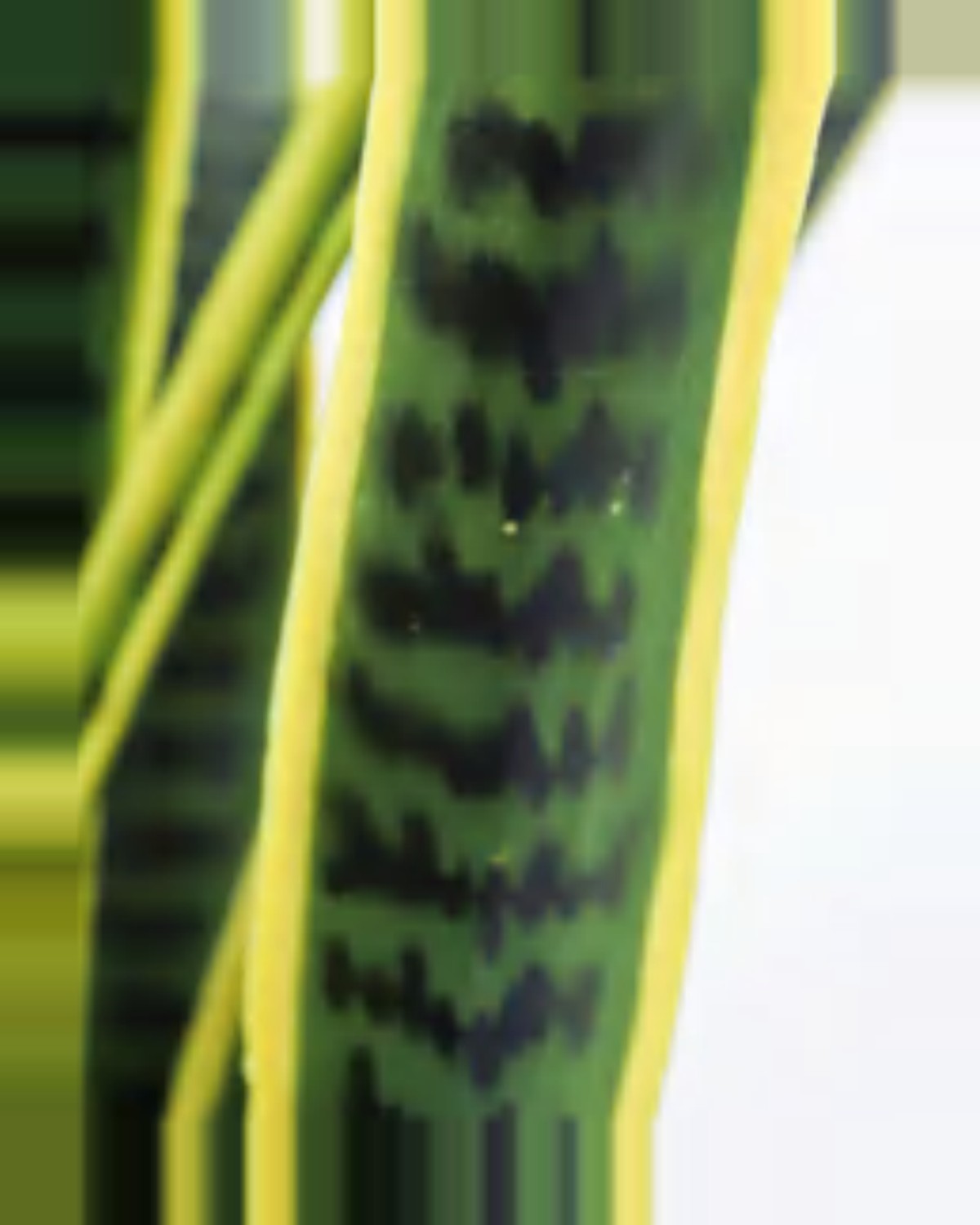Oustau Snake Plant — close-up detail 4, artificial snake plant