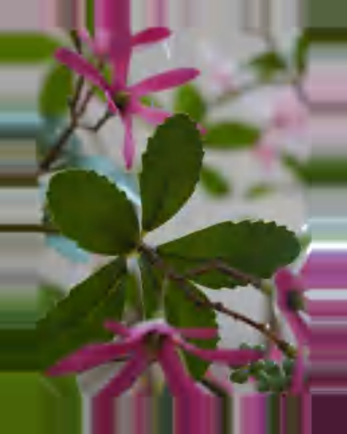 Rosa Purple Star Flower Tree — close-up detail 4, artificial purple star flower tree