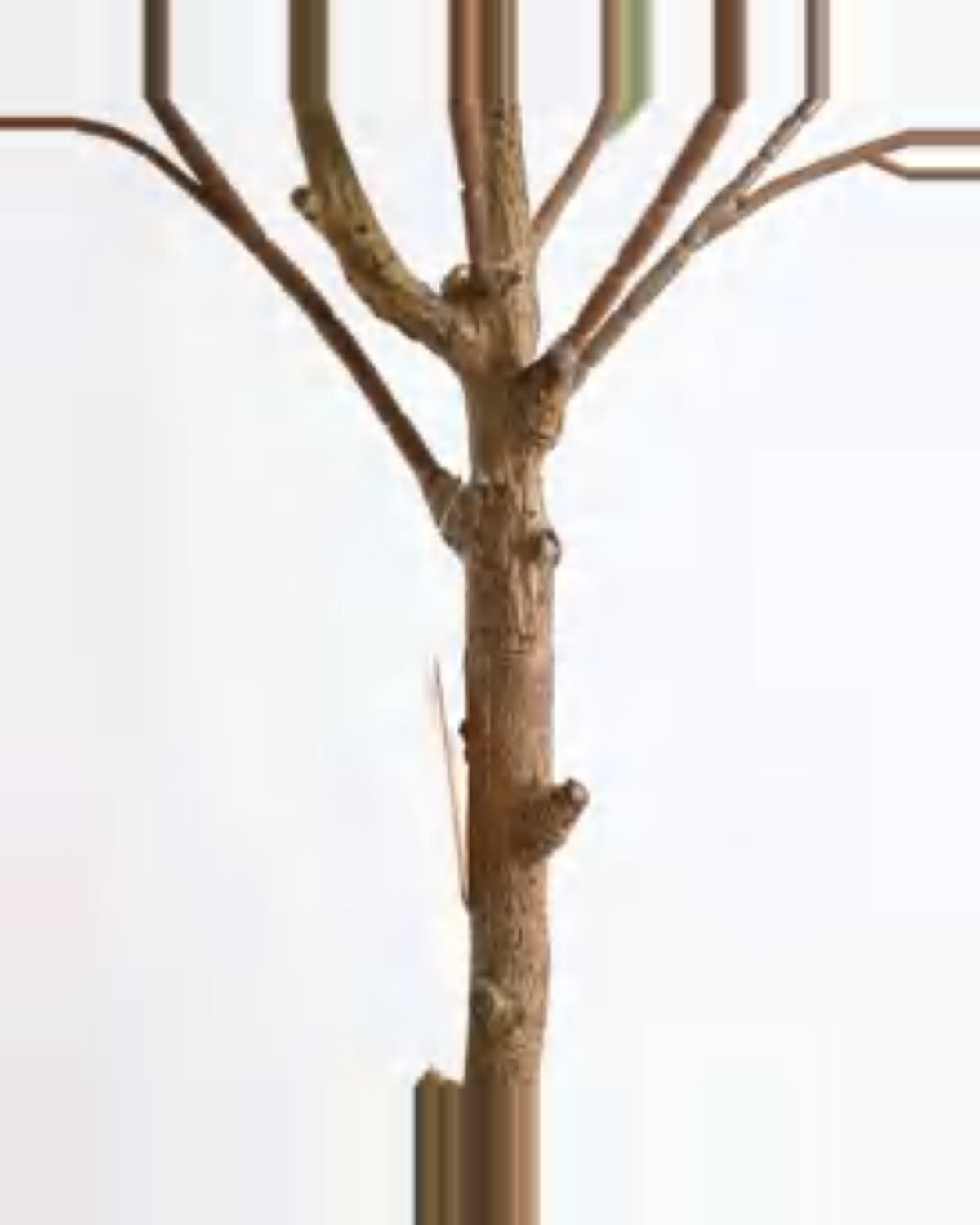 Fermo Olive Tree — close-up detail 9, artificial olive tree