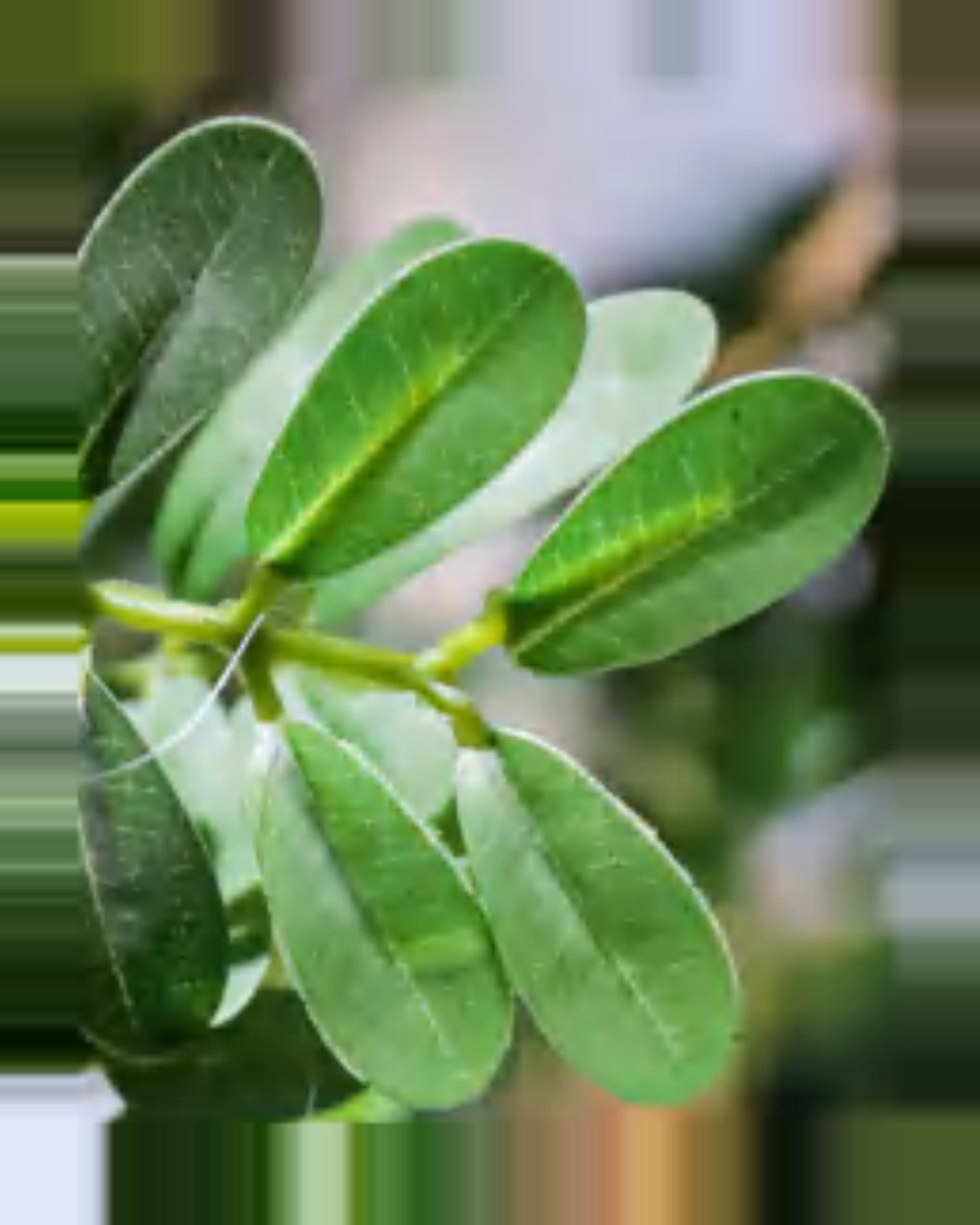 Restanque Osmanthus Tree — close-up detail 4, artificial osmanthus tree