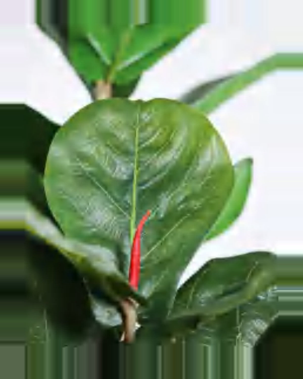 Draille Fiddle Leaf Fig Tree — close-up detail 4, artificial fiddle leaf fig tree