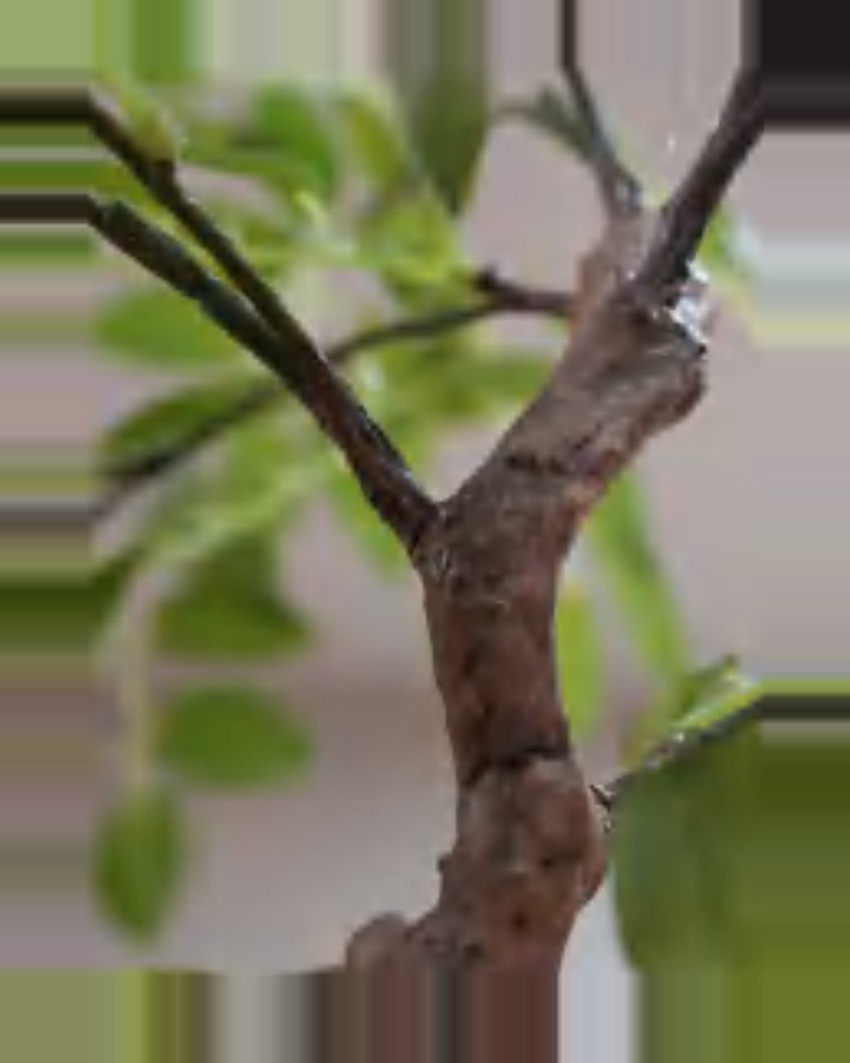 Vera Sumac Potted Tree — close-up detail 4, artificial sumac potted tree