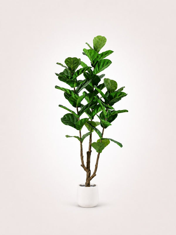 Fiddle Leaf Fig Iconic Indoor Tree