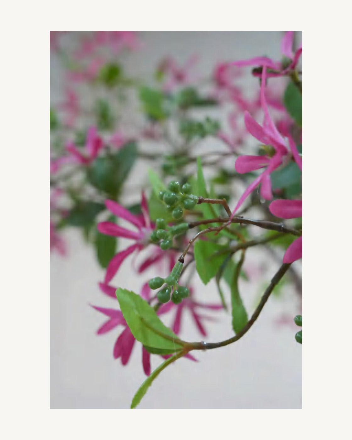 Garda Artificial Blossom Tree, Pink, full product studio view in the included nursery pot