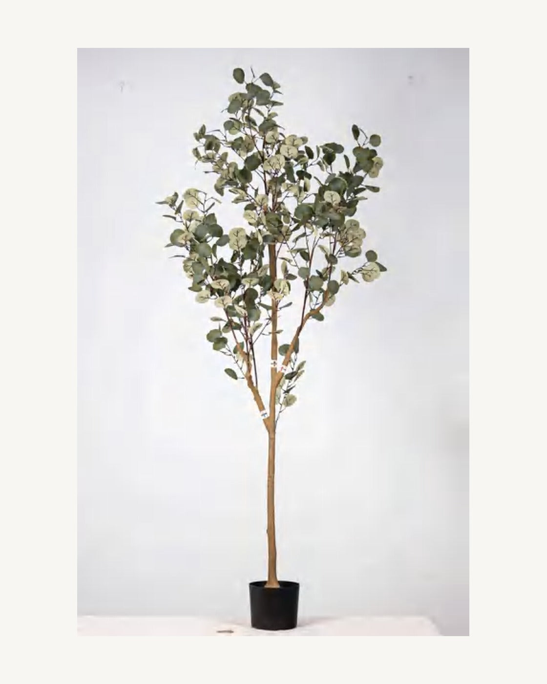 Ligurian Artificial Eucalyptus Tree, full product studio view in the included nursery pot