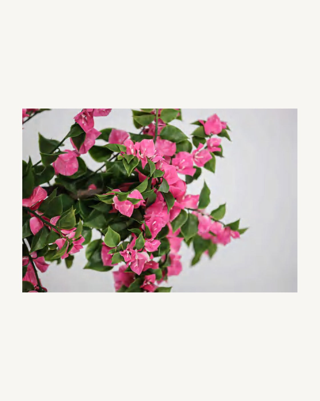 Maremma Artificial Bougainvillea Tree, full product studio view in the included nursery pot