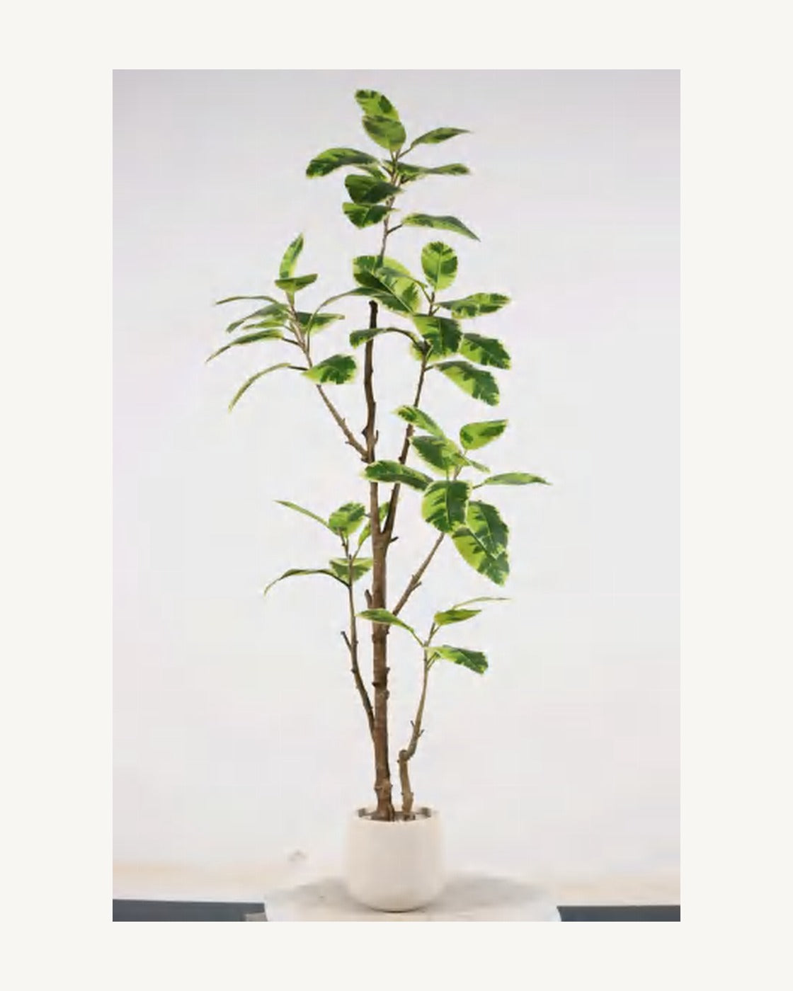 Noto Artificial Rubber Tree, full product studio view in the included nursery pot