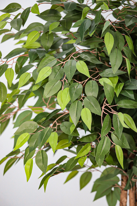 Ficus Tree Natural Touch Indoor Tree
