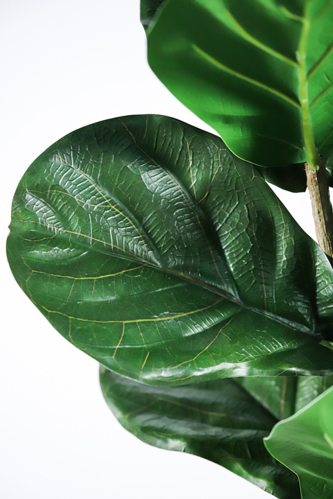 Fiddle Leaf Fig Iconic Indoor Tree