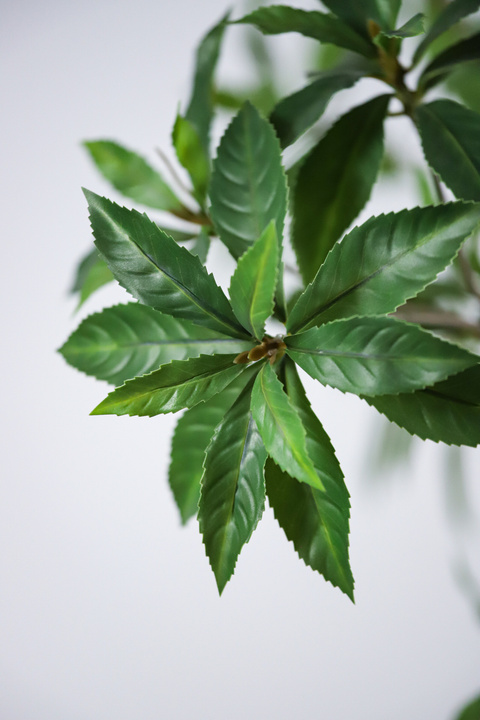 Pieris Japonica Faux Indoor Plant