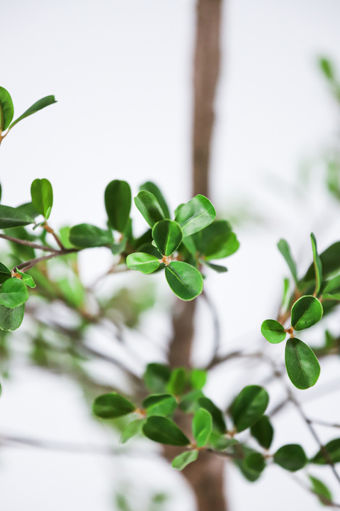 Black Olive Tree Statement Indoor Tree
