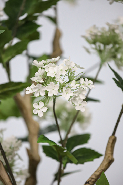 Hydrangea Potted Flowering Plant