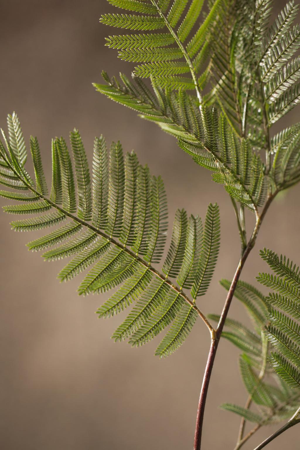 Maison Moya - Phoenix Palm Date Palm Faux Tree - closeup detail