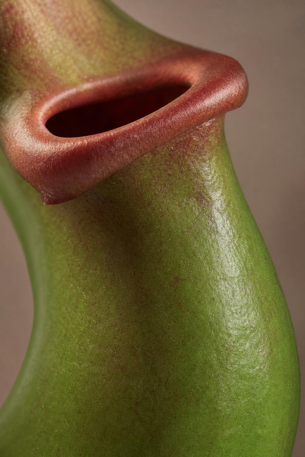 Maison Moya - Pitcher Plant Curiosity Faux Plant - closeup surface