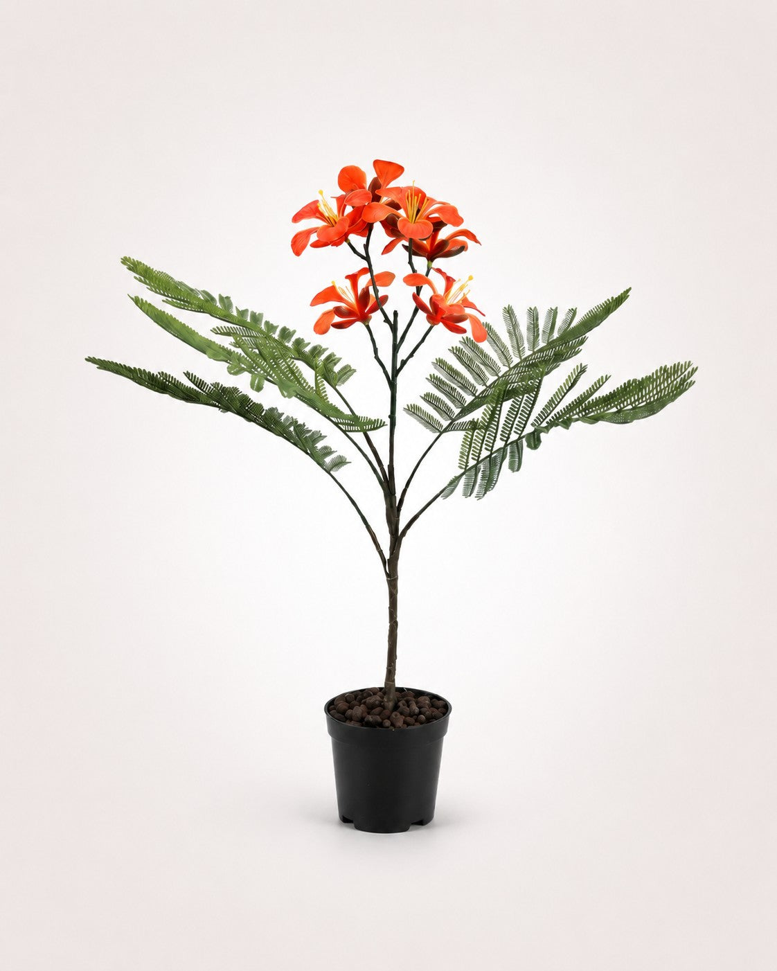 Maison Moya royal-poinciana