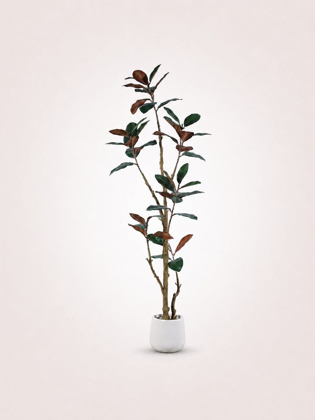 Maison Moya rubber-tree