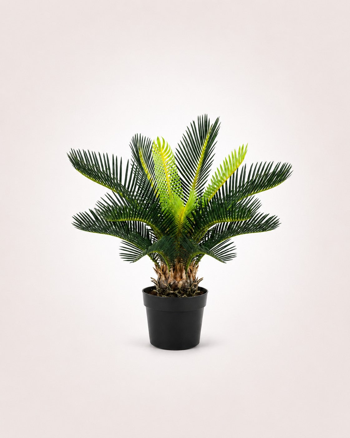 Maison Moya sago-compact
