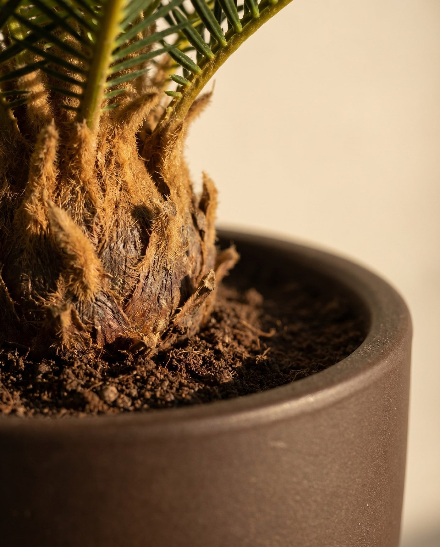 Maison Moya - Sago Palm Compact Tropical Plant - 04 closeup-base