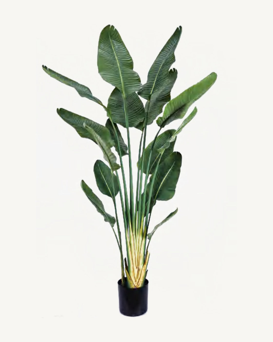 Salina Artificial Traveler's Palm, 70.9 in, full product studio view in the included nursery pot