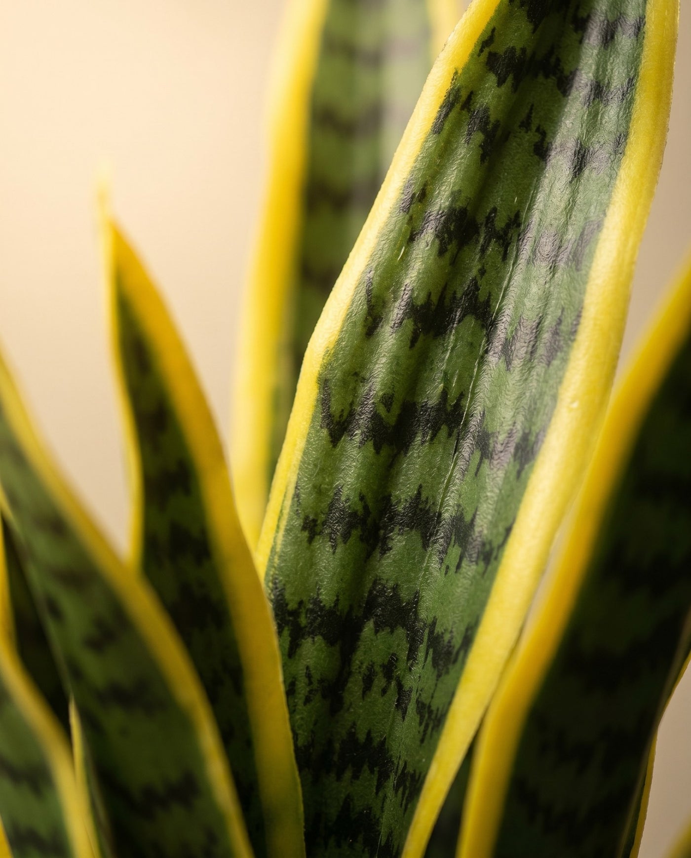 Maison Moya - Snake Plant Architectural Faux Plant - 03 closeup-top