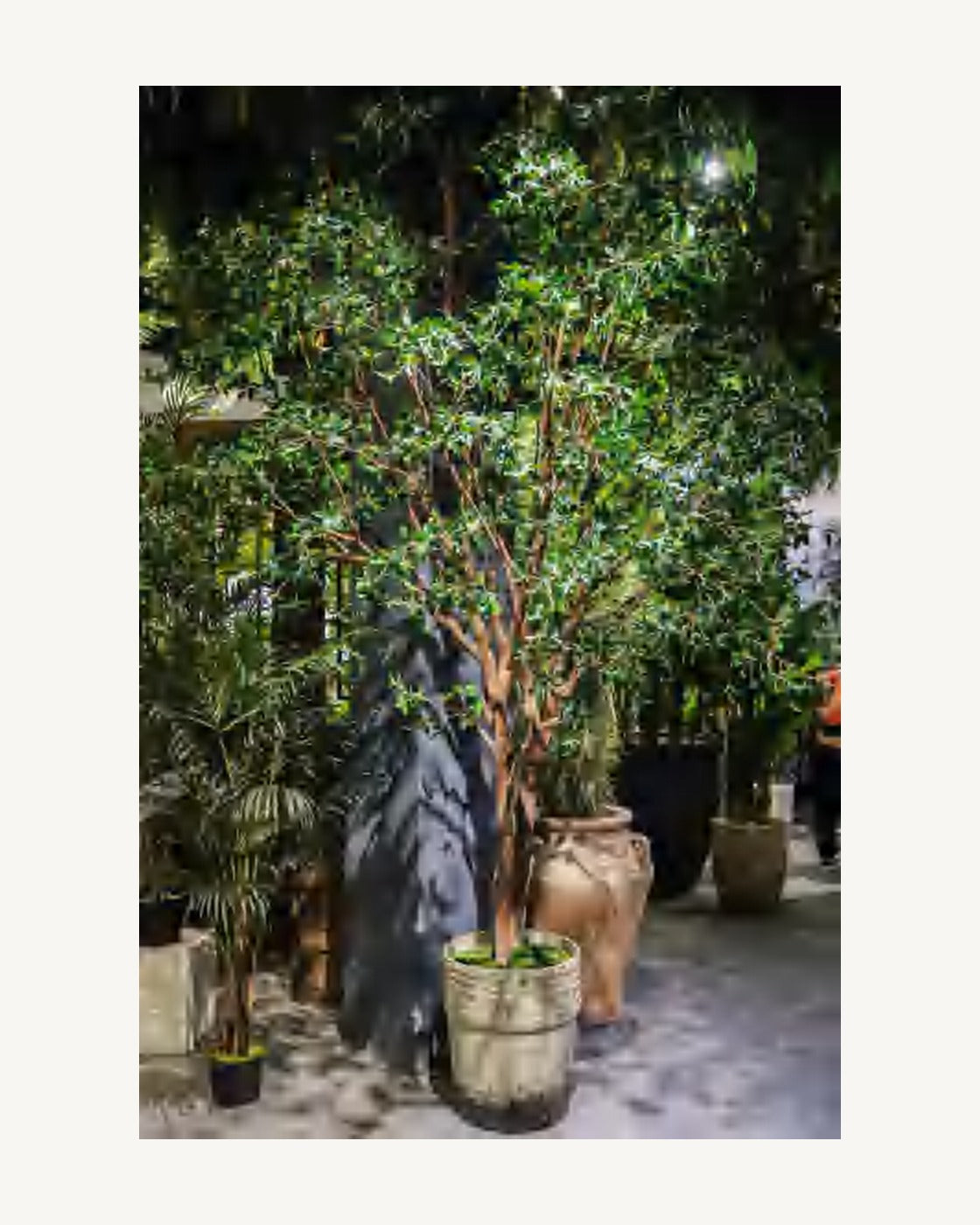 Sorrento Artificial Ficus Tree, full product studio view in the included nursery pot