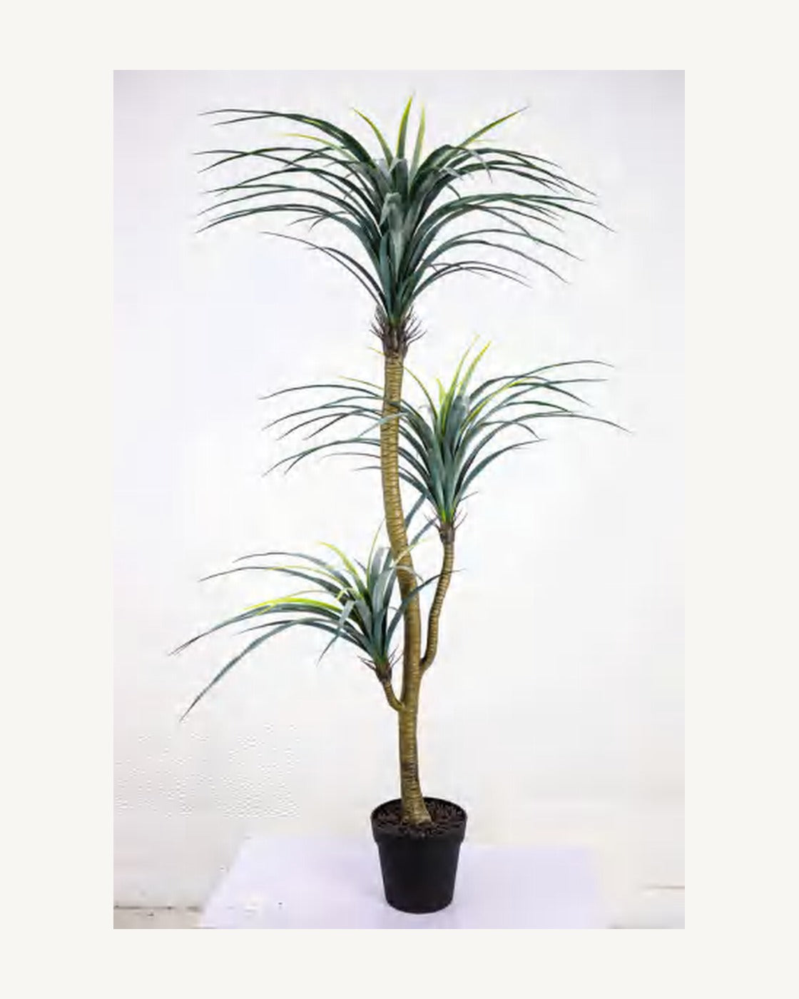 Taormina Artificial Dracaena Tree, full product studio view in the included nursery pot