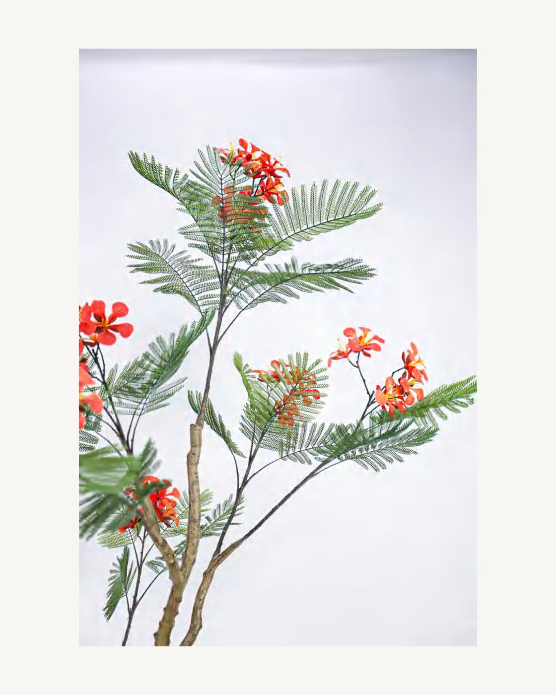 Verona Artificial Royal Poinciana Tree, 74.8 in, full product studio view in the included nursery pot