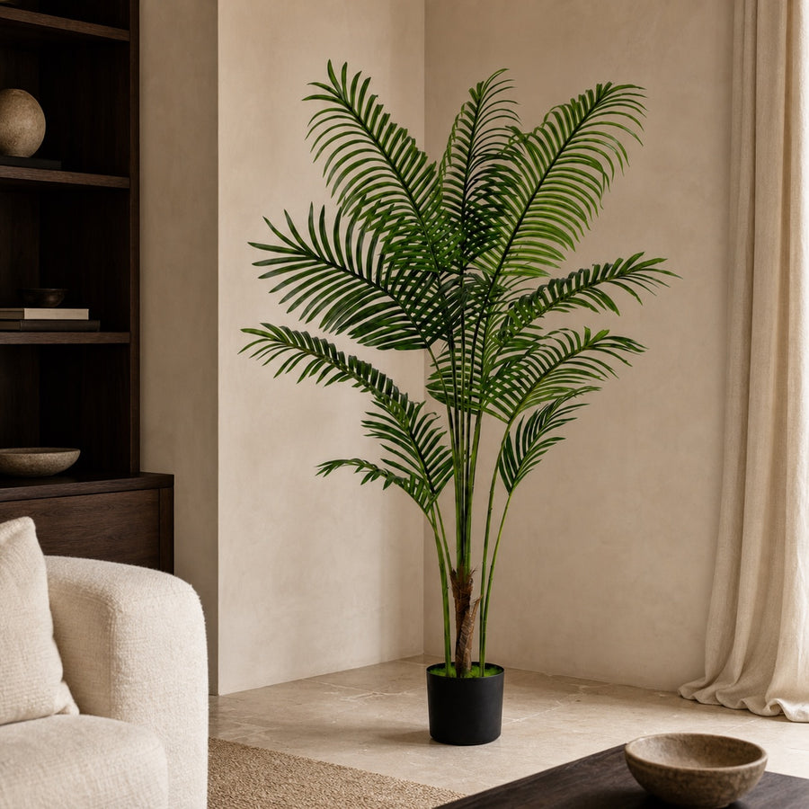 Areca Palm Tropical Indoor Palm