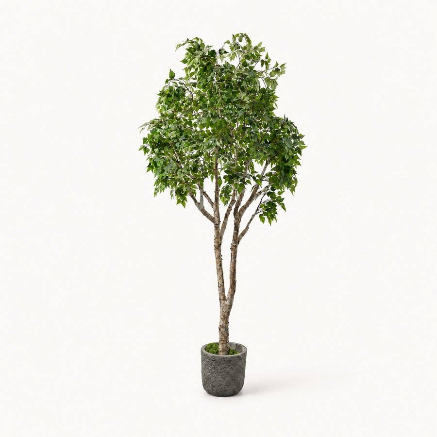 Birch Tree Real Trunk Indoor Tree