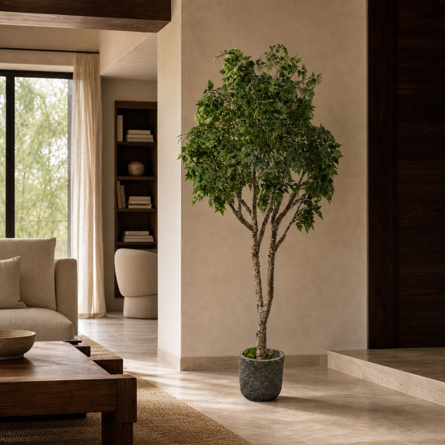 Birch Tree Real Trunk Indoor Tree