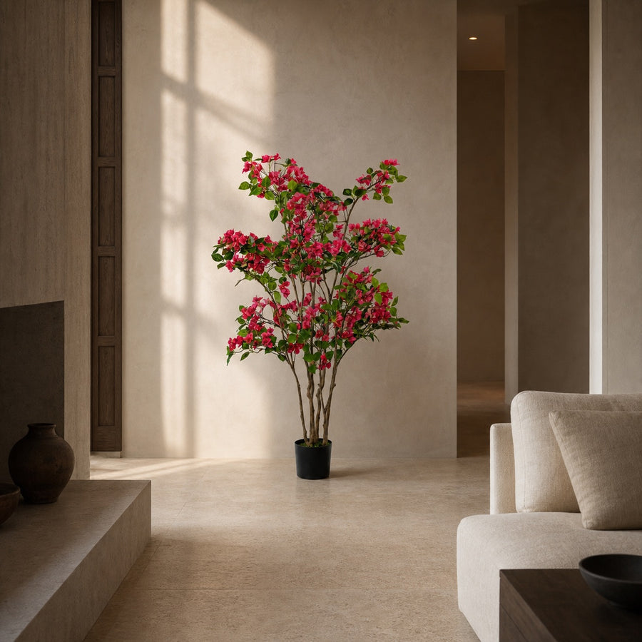Bougainvillea Mediterranean Flowering Tree
