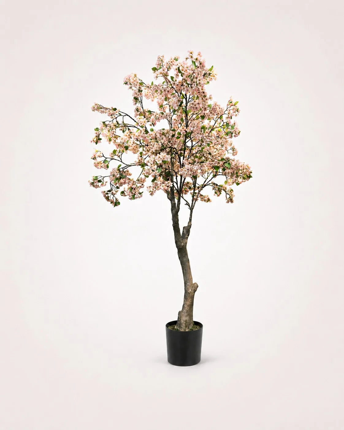 Maison Moya cherry-blossom