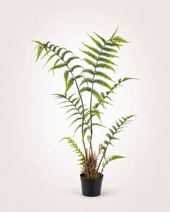 Maison Moya boston-fern