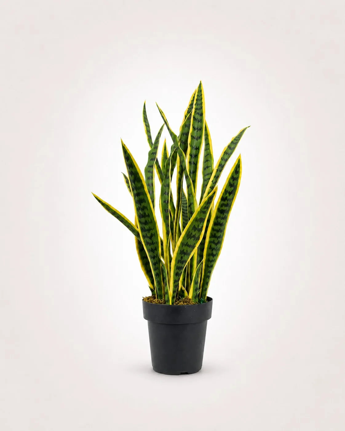Maison Moya snake-plant