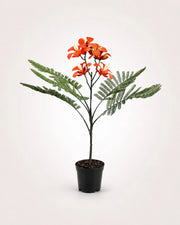 Maison Moya royal-poinciana