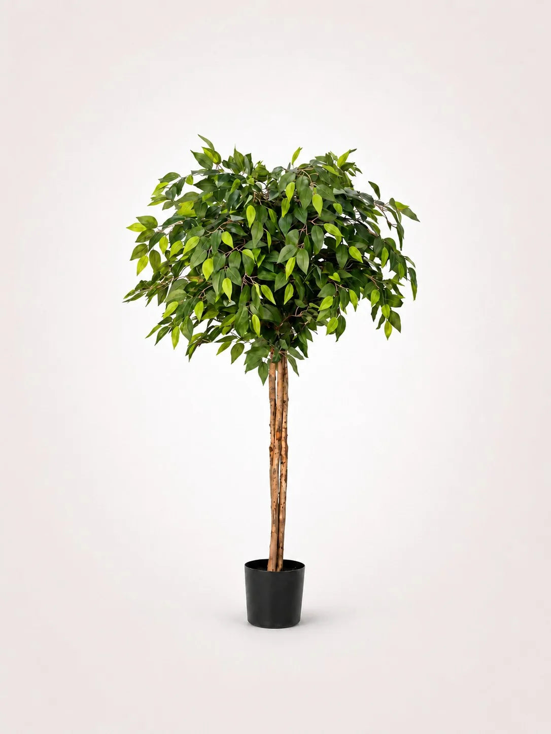 Maison Moya ficus