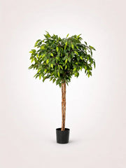 Maison Moya ficus