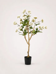 Maison Moya hydrangea