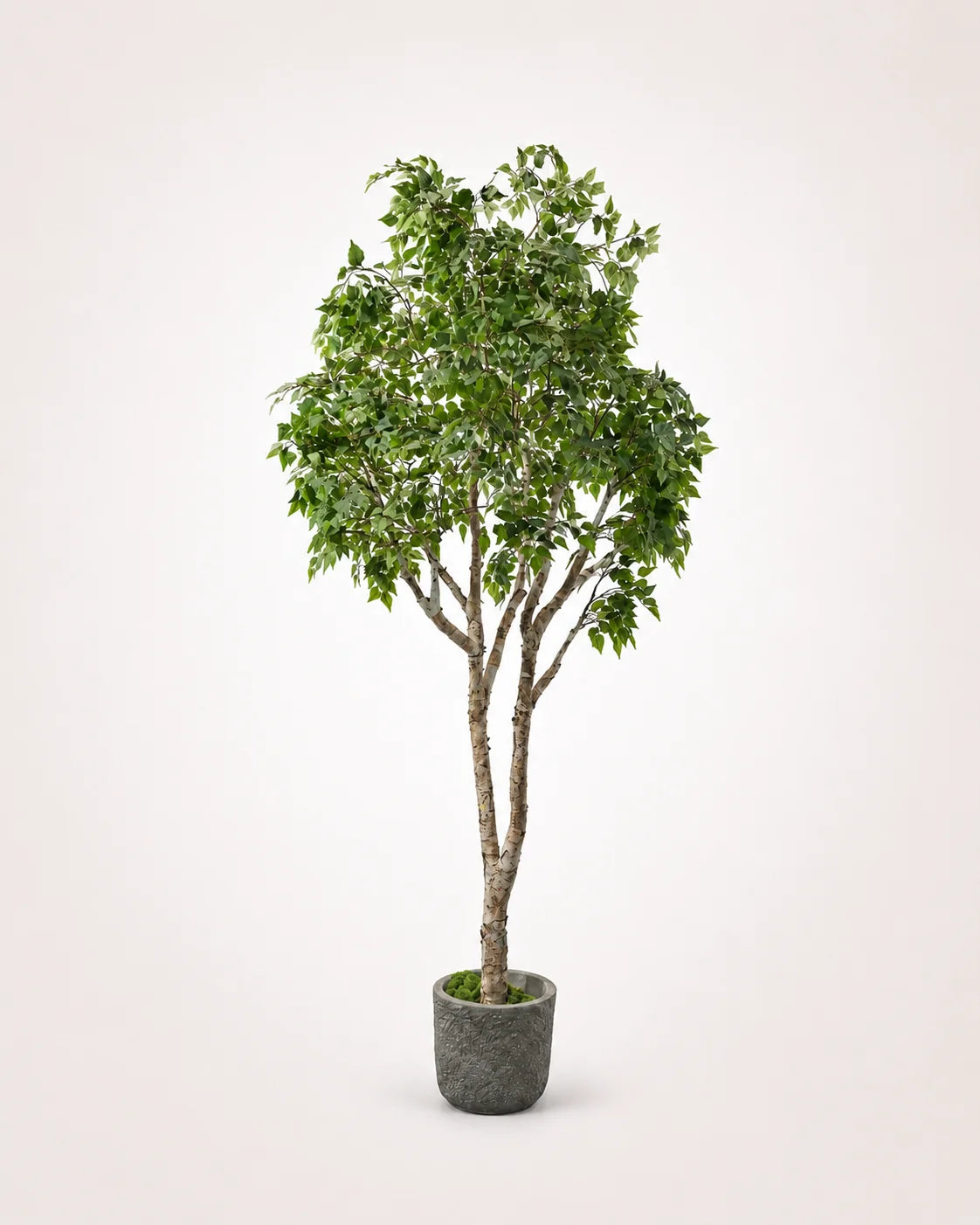 Birch Tree Real Trunk Indoor Tree – Maison Moya
