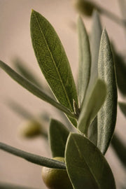 Maison Moya - Olive Tree Mini Mediterranean Plant - closeup surface