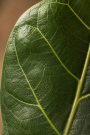 Maison Moya - Fiddle Leaf Fig Iconic Indoor Tree - closeup surface