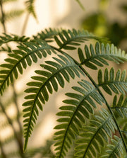 Maison Moya - Boston Fern Lush Faux Hanging Plant - 03 closeup-top