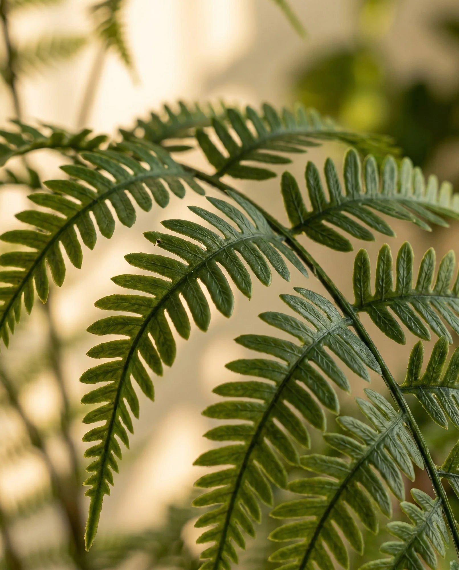 Maison Moya - Boston Fern Lush Faux Hanging Plant - 03 closeup-top