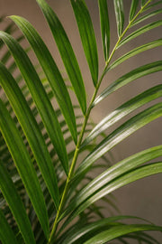 Maison Moya - Areca Palm Tropical Indoor Palm - closeup detail